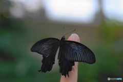 黒の輝き