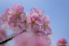 桜便り～ⅵ