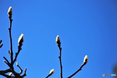 芽吹き
