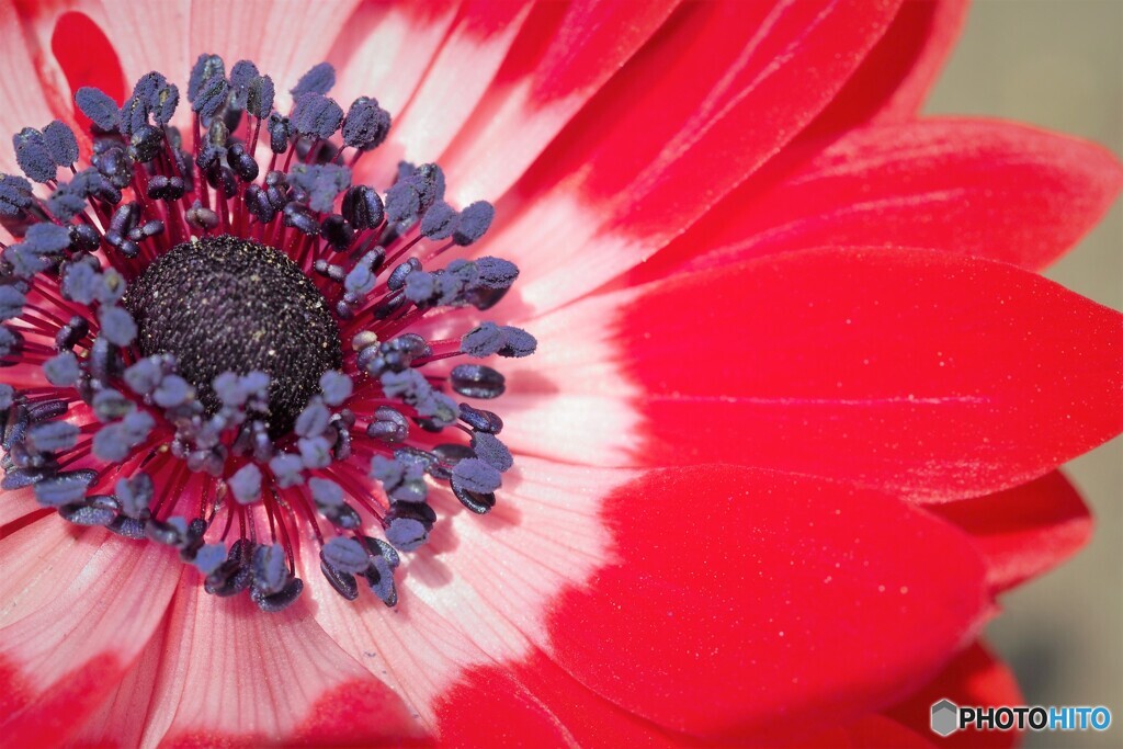 花一華