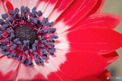 花一華