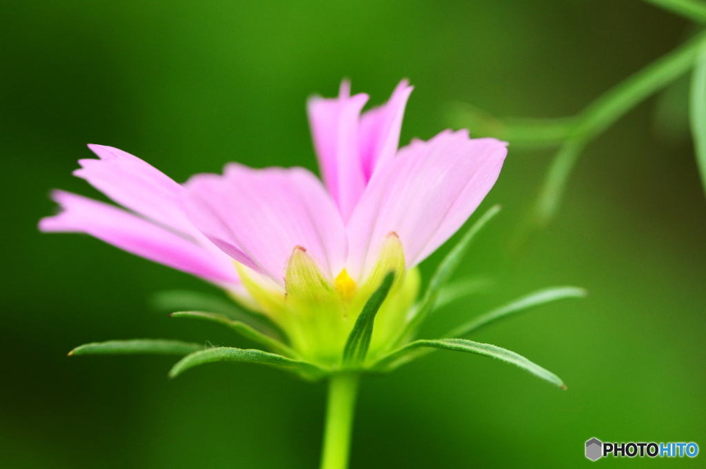 葉月花ー37