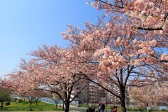 令和江戸彼岸咲くラ～