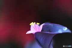 文月花ー21