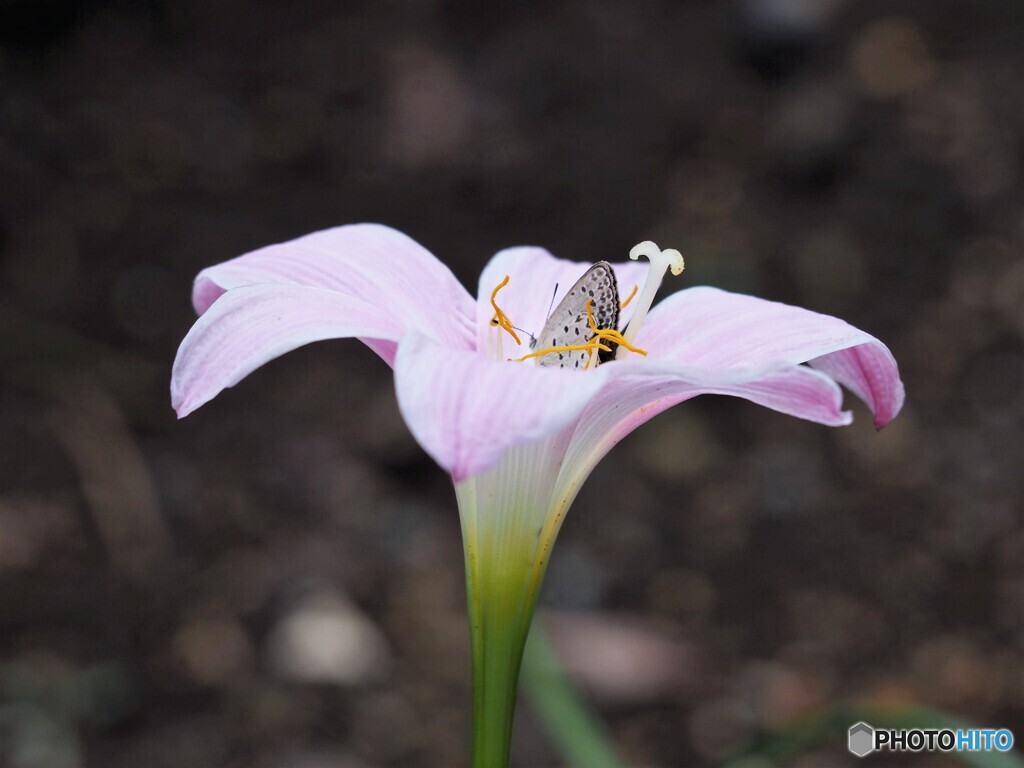 スッポリと、、、。