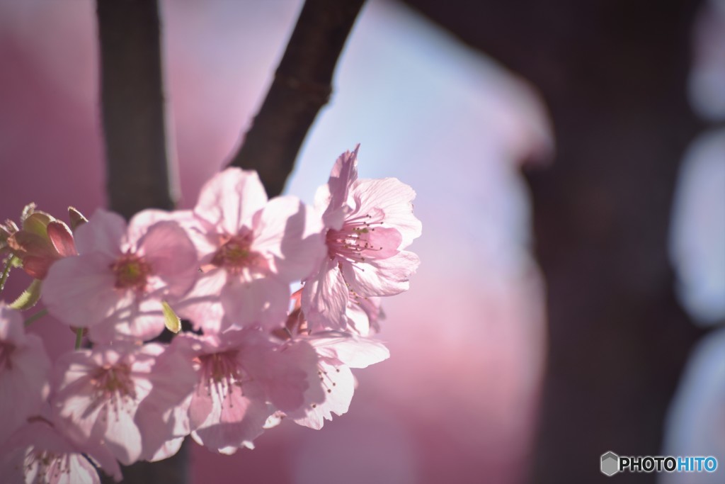 汐入陽光咲くラ～２０１８ⅱ