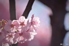 汐入陽光咲くラ～２０１８ⅱ