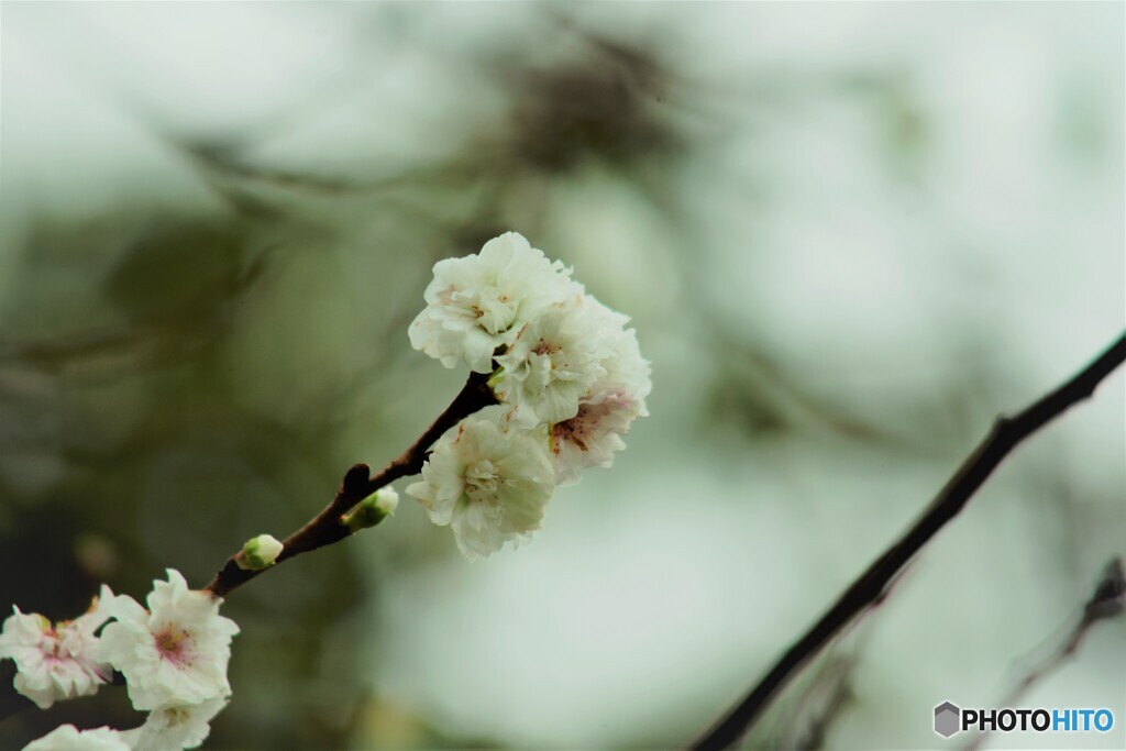 十月の桜