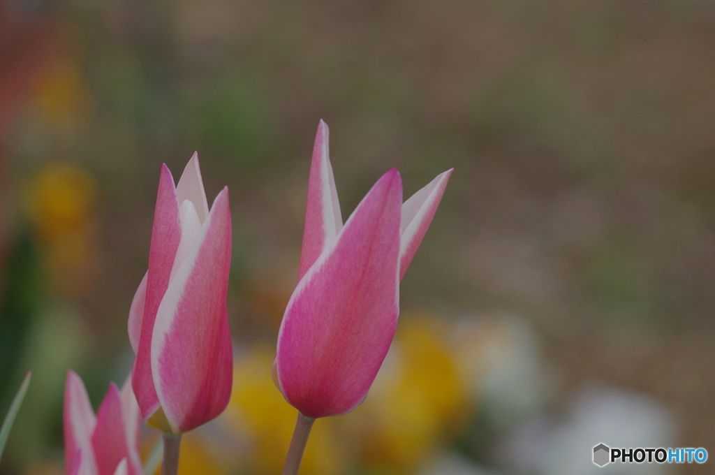卯月花ー10