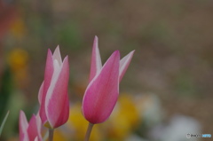 卯月花ー10