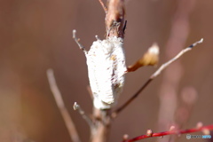 雪柳の枝に