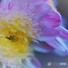 お菊さん、、、。