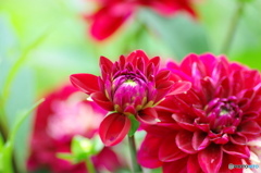 水無月花ー２０