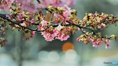 汐入、河津桜～Ⅸ