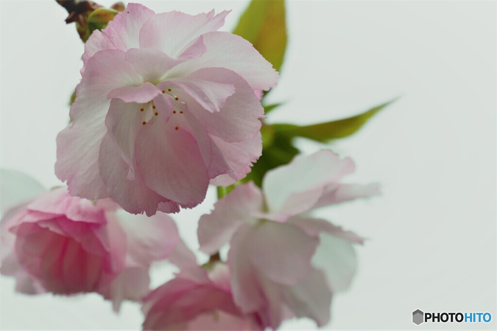 汐入八重桜牡丹桜～ⅳ