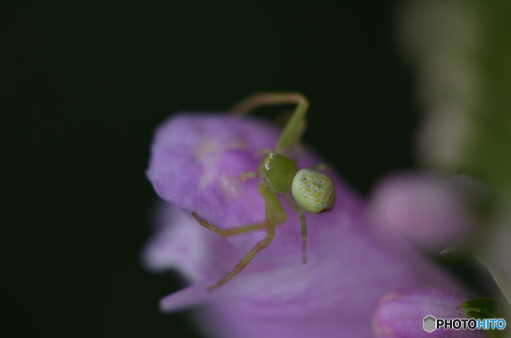 花の番人