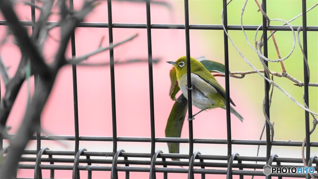 籠の鳥、、、？？