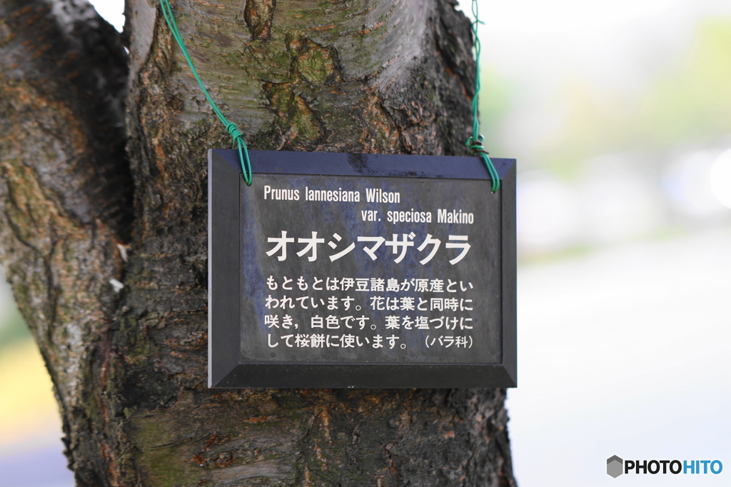 汐入公園ー桜、タグ