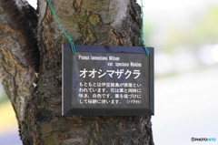 汐入公園ー桜、タグ