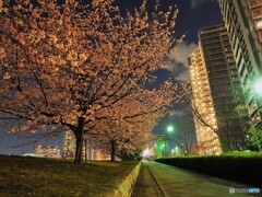 汐入夜桜４景プラス⓶