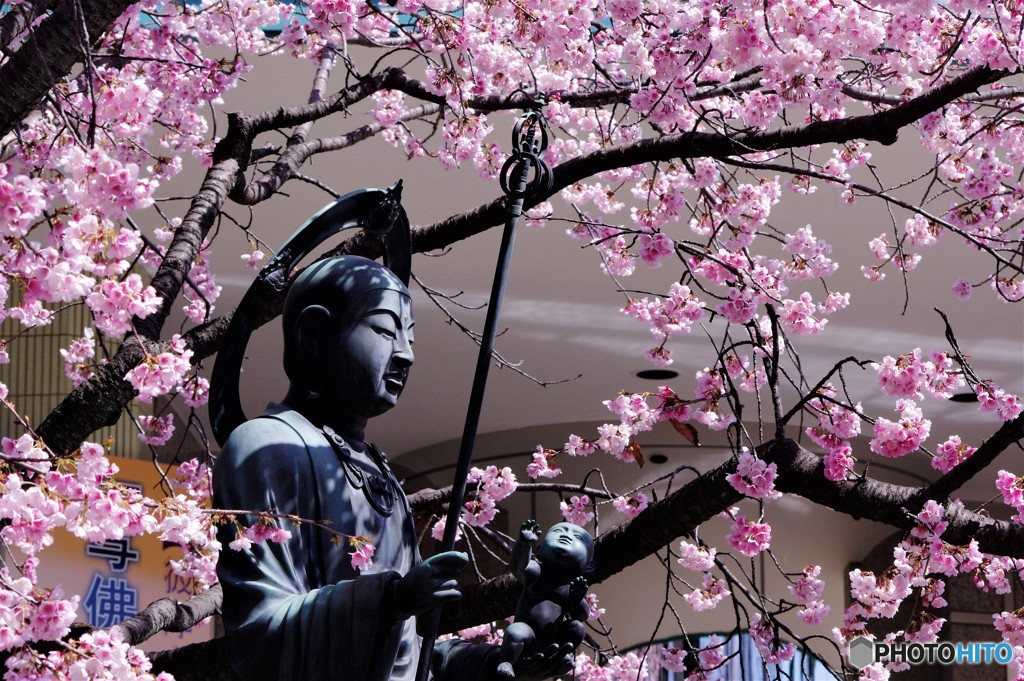 安行桜～ⅳ