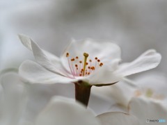 平成最後を咲く桜達～ⅹ