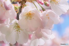 江戸彼岸咲くら～ⅱ