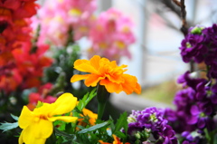 フルサイズの春花ー１