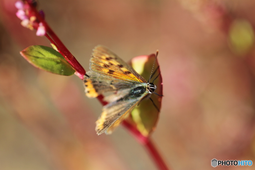 紅シジミチョウの舞－36