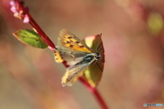 紅シジミチョウの舞－36