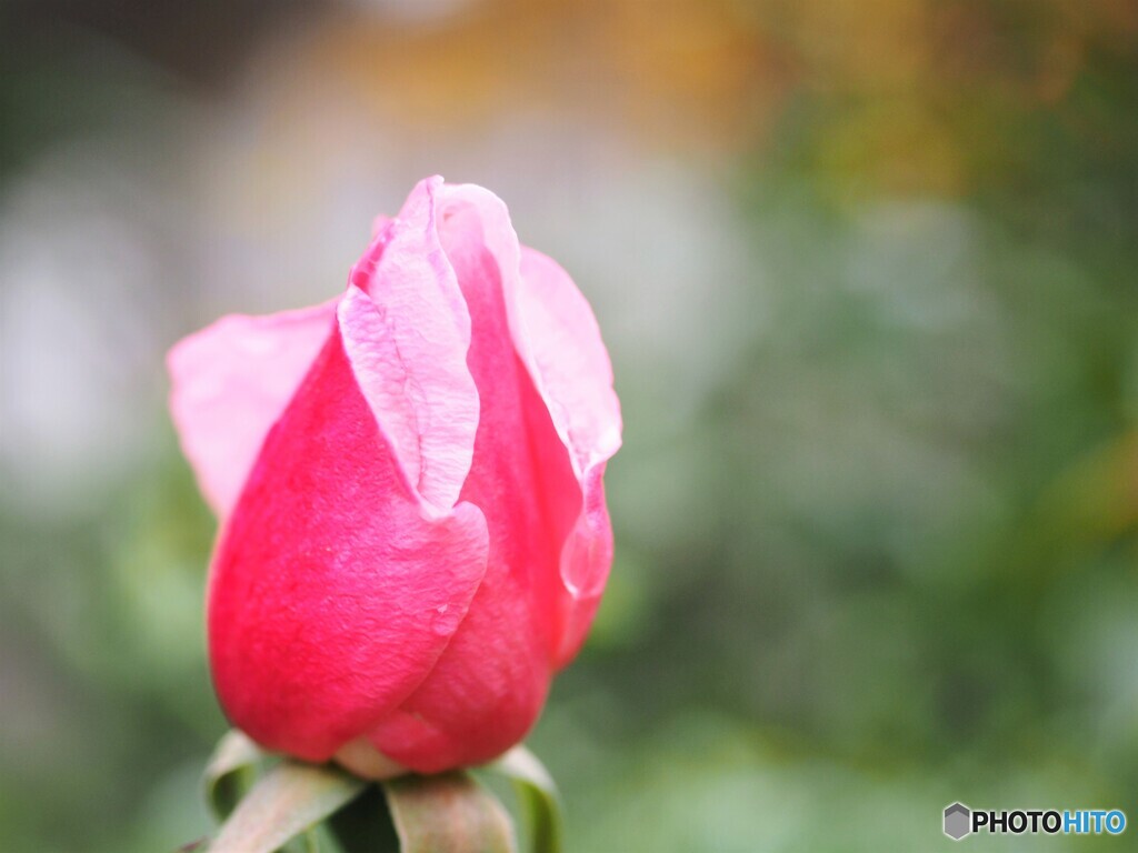 雨の日の癒し、、、①