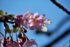 ２０２１桜だより～ⅷ