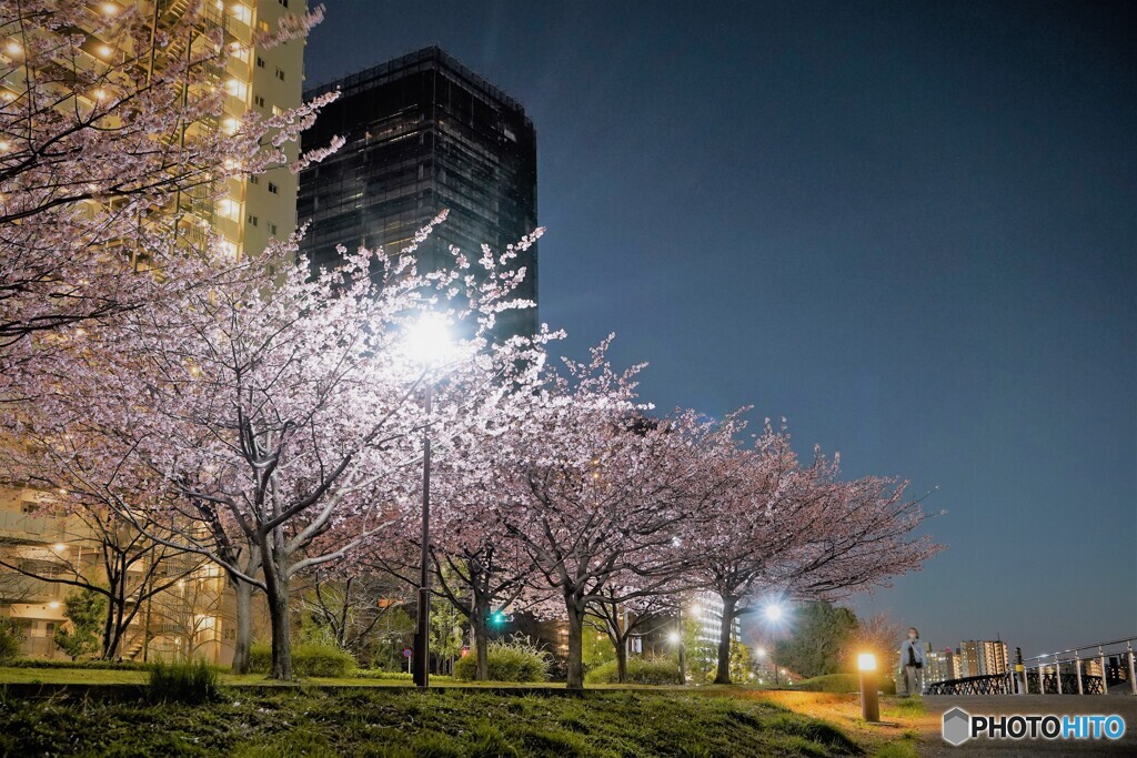 ２年前の大寒夜桜
