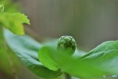 百日咲く花