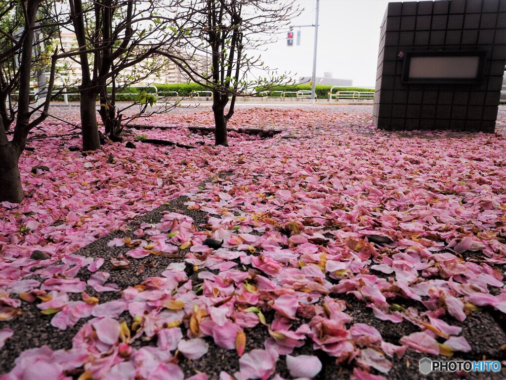 桜絨毯