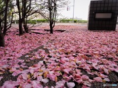 桜絨毯