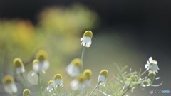 冬のハーブ園　Ⅱ