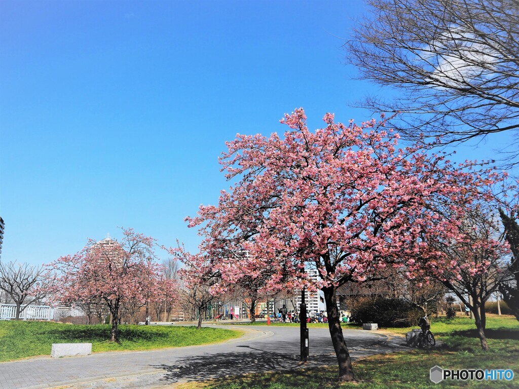 ２０２１桜だより～xiii