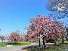２０２１桜だより～xiii
