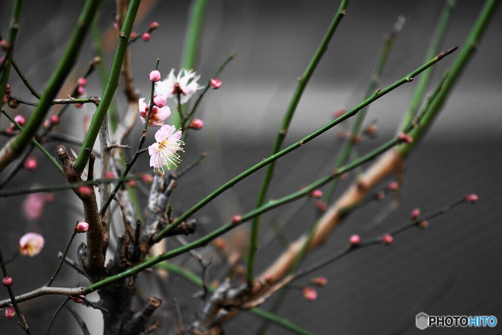 芽吹き、、、。