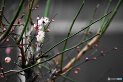 芽吹き、、、。
