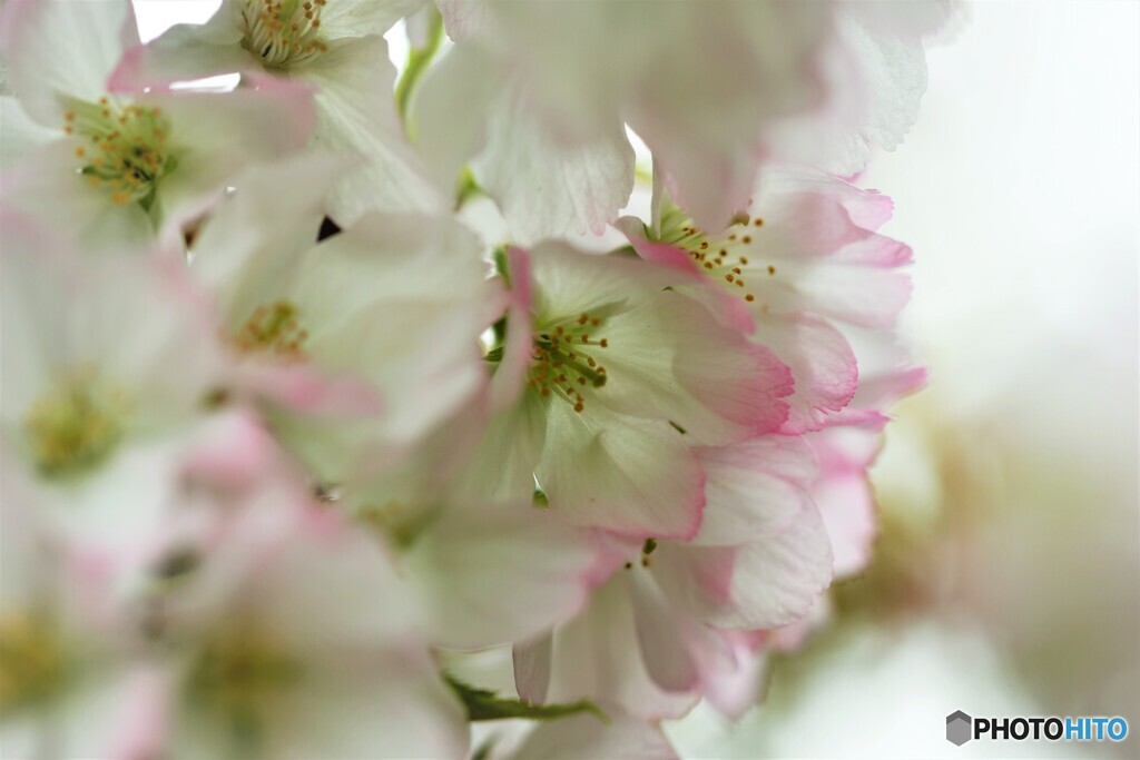桜便り～liii