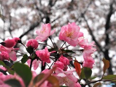 花海棠