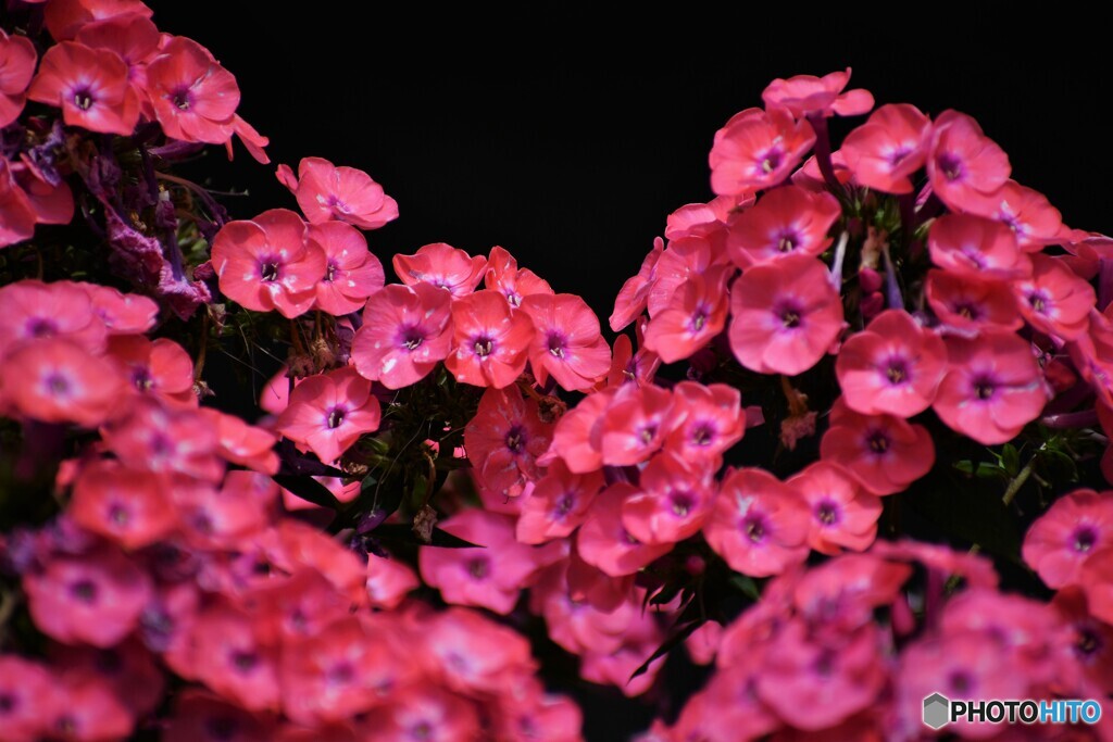 花魁草