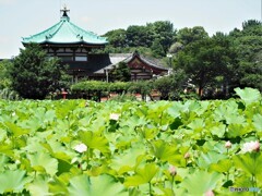 上野～ⅷ