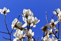 自然への愛～ⅱ