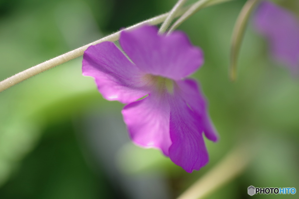 ｐｉｎｇｕｉｃｕｌａ