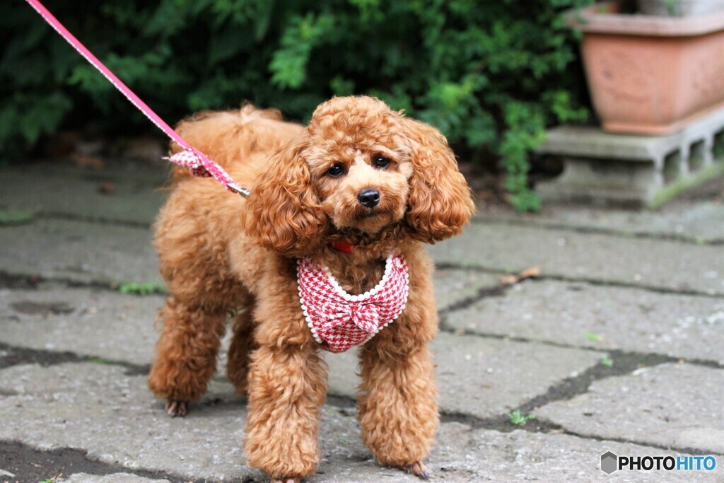 散歩犬