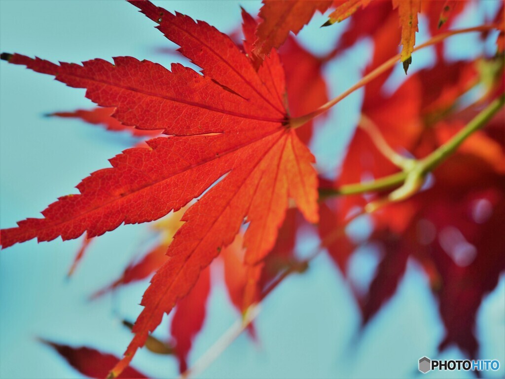 ある日の紅葉～ⅲ