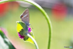 ウラナミの華